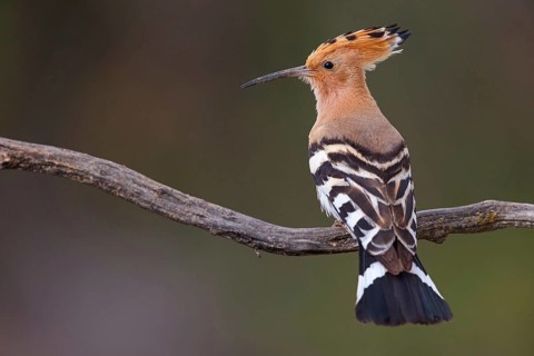 Hoopoe, (Upupa epops), on perch, hoopoe family, formerly raptors, Hides de El Taray / Lesser Kestr,