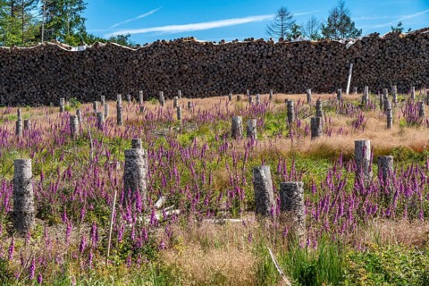 Cleared forest in the Eggegebirge, near Lichtenau, Paderborn district, site of a spruce forest that