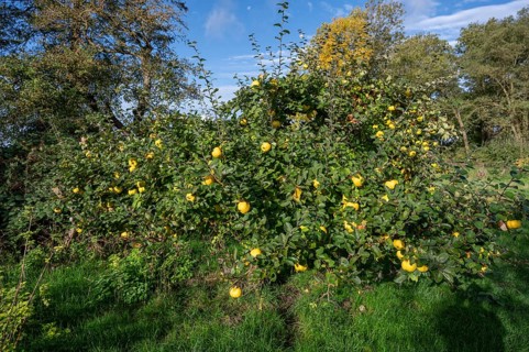 Quince tree (Cydonia oblonga) with ripe fruit in an orchard, Mecklenburg-Western Pomerania,