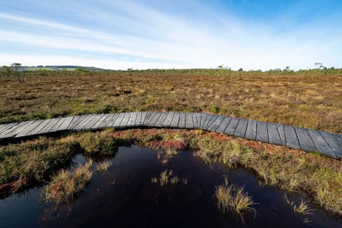 Plank path through the Black Moor, blue sky, near Fladungen, Bavarian Rhön Biosphere Reserve,