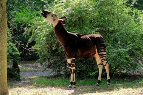 Okapi (Okapia johnstoni), adult, foraging, captive
