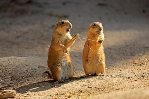 Black-tailed prairie dog (Cynomys ludovicianus), adult, feeding, two animals, North America