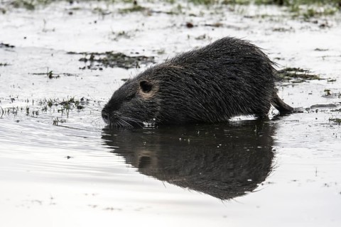 Nutria (Myocastor coypus), Emsland, Lower Saxony, Germany, Europe