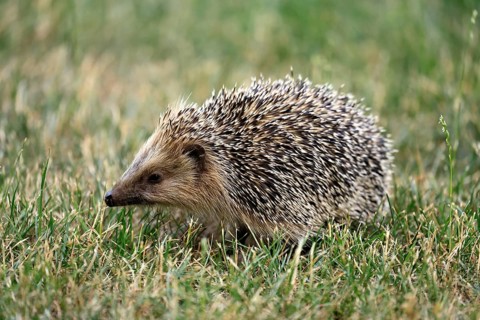 Brown-breasted hedgehog (Erinaceus europaeus), adult, during the day, foraging, meadow, Ellerstadt,