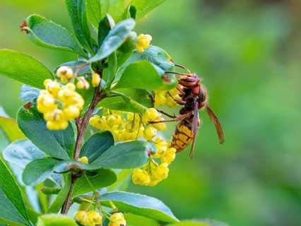 European hornet (Vespa crabro), insect, insects, macro, plant, garden, Neuhofen,