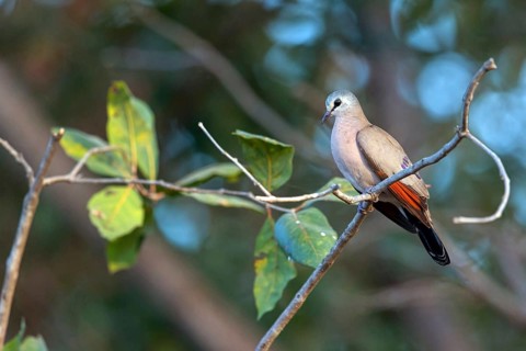 Black-billed wood dove (Turtur abyssinicus), on perch, Tendaba camp / Tendaba photo hid, Kwinella,