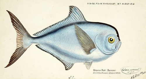 Bream mackerel, Brama brama, a fish of the sea bream family, fish, reproduction of an original, by