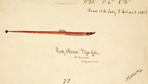 The Greater pipefish, Syngnathus acus, The greater pipefish, fish, reproduction of an original, by