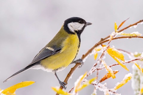 Great tit (Parus major), sitting on a branch, Terfens, Tyrol, Austria, Europe