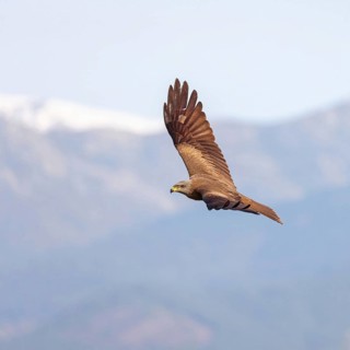 Black kite (Milvus migrans), flight photo, blue sky, Hides De Calera / Steppe Raptors, Nussloch,