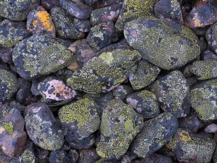 Stones, forming ancient, tidal shoreline, covered in lichen, Varanger National Park, Varanger