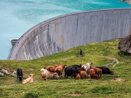 Herd of cows and single mountain bike, dam of the Moiry lake, Lac de Moiry, Valais, Switzerland,