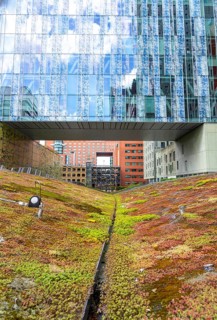 Green spaces around buildings, here at Hogeschool Inholland Rotterdam, plant beds at passageways,