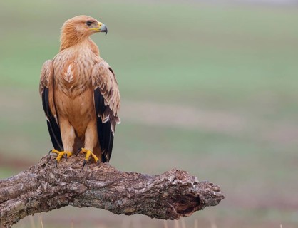 Spanish imperial eagle (Aquila adalberti), El Millaron Imperial Eagle Hid, Salorino, Extremadura