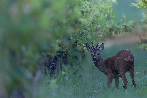 Roebuck in summer, leaf time, Wittlich, Rhineland-Palatinate, Germany, Europe