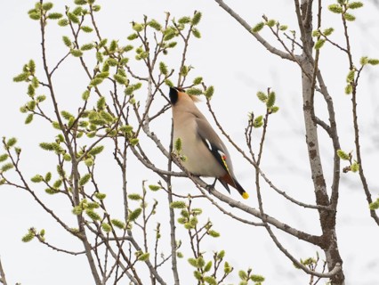 Bohemian waxwing (Bombycilla garrulus) feeding on Willow catkins, (Salix sp.), May, Finnish Lapland