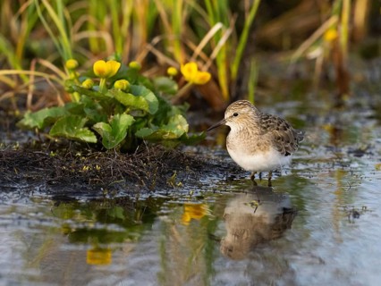 Temminck's Stint (Calidris temminckii), foraging at edge of stream, Finnmark, Norway, Europe