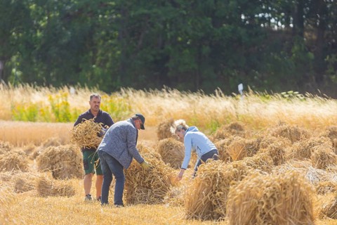 The Cunnersdorf village association presented historical harvesting techniques in agriculture,