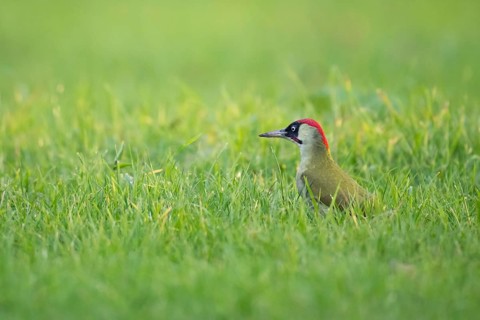 Green woodpecker (Picus viridis), young bird foraging in meadow, Rosensteinpark, Stuttgart,
