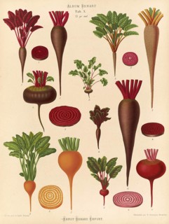 Vegetables, beetroot and turnips, after Ernst Samuel Benary (10 November 1819, 19 February 1893),