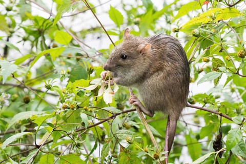 A juvenile Norway rat (Rattus norvegicus) nibbling on a leaf surrounded by green vegetation in the