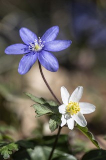 Liverwort (Hepatica nobilis) and wood anemone (Anemone nemorosa), North Rhine-Westphalia, Germany,
