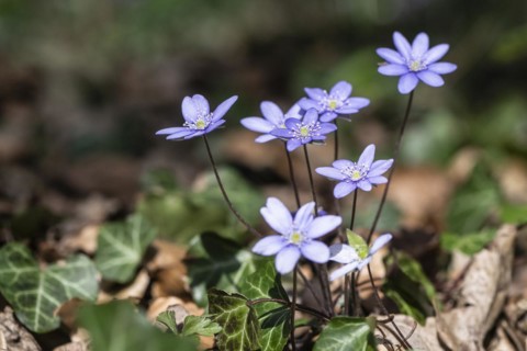 Liverwort (Hepatica nobilis), North Rhine-Westphalia, Germany, Europe