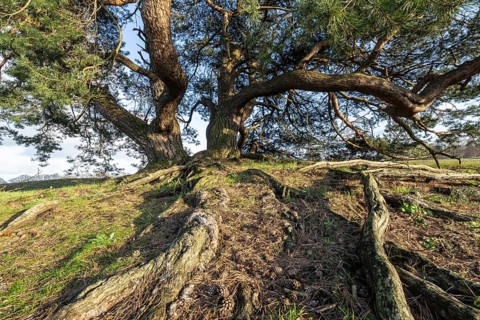 Old Scots pine (Pinus sylvestris), Emsland, Lower Saxony, Germany, Europe