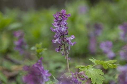 Hollow larkspur (Corydalis cava), Bad Iburg, Lower Saxony, Germany, Europe
