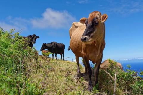 Curious cow looking into the camera on a green meadow at the crater rim of Caldeira das Sete