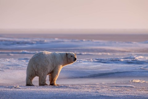 Polar bear (Ursus maritimus), standing in the snow, evening light, pack ice, Kaktovik, Arctic