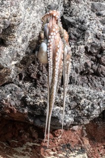 Caught octopus (Lanzarote, Canary Islands, Spain)