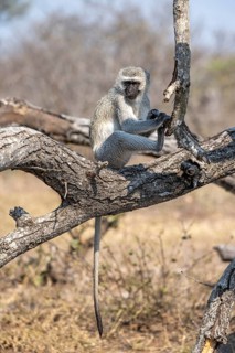 Vervet monkey (Chlorocebus) sitting on a branch, Kruger National Park, South Africa, Africa