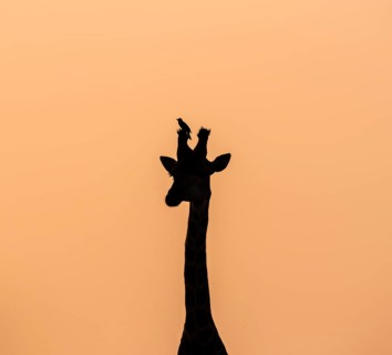Southern giraffe (Giraffa giraffa giraffa) with oxpecker (Buphagus) on the horn, animal portrait,