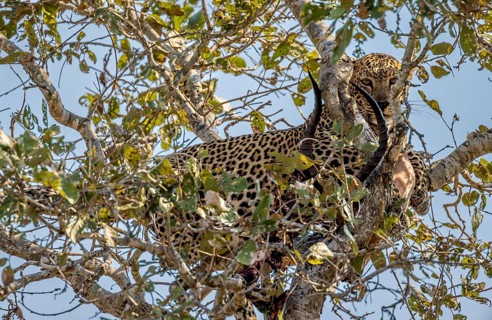 Leopard (Panthera pardus) with a shot impala buck in a tree, adult, Kruger National Park, South