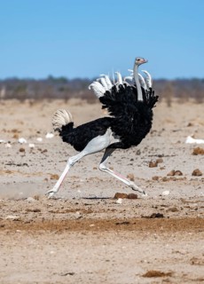 African ostrich (Struthio camelus), adult male, tucking up his feathers and running, threatening