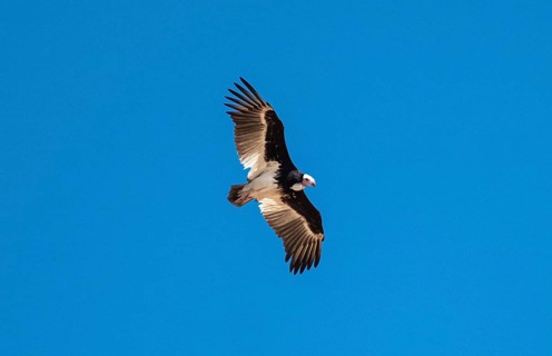 White-headed vulture (Trigonoceps occipitalis) in flight against a blue sky, Etosha National Park,