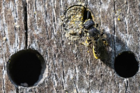Heriades truncorum (Heriades truncorum), Emsland, Lower Saxony, Germany, Europe