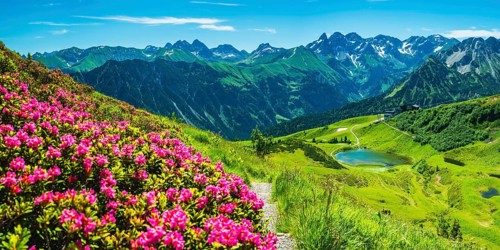 Alpine rose blossom, panorama from the Fellhorn over the Schlappoldsee and mountain station of the