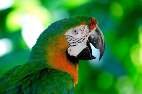 Macaw hybrid (macaw), adult, portrait, calling, Florida, USA, North America