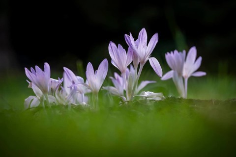Crocuses (Crocus) among green grass under dark background, Botanical Garden or Botanisk Have,