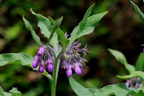 Common comfrey (Symphytum officinale), flower, flowering, Germany, Europe