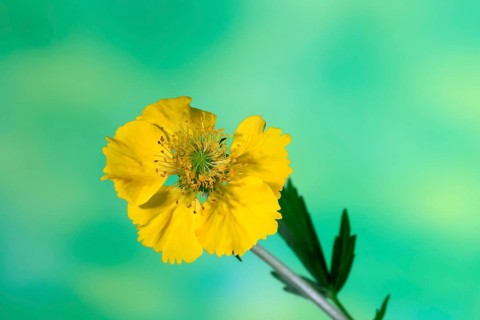 Carnation root (Geum hybride), yellow, flowering, flower, Elllerstadt, Germany, Europe