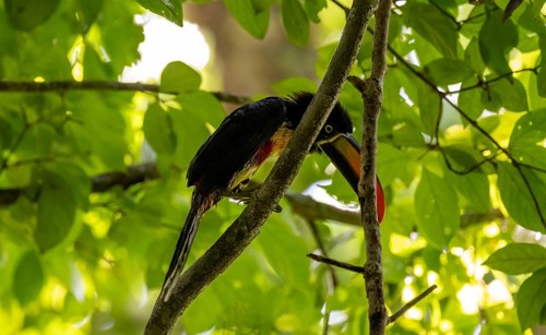Fiery-billed aracari (Pteroglossus frantzii), sitting on a branch, Manuel Antonio National Park,