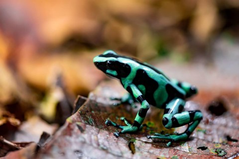 Green and black poison dart frog (Dendrobates auratus) on a leaf, Heredia Province, Costa Rica,