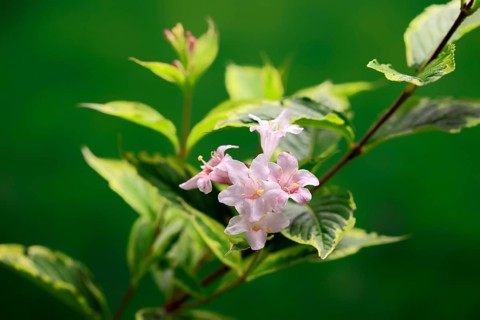 Weigelas (Weigela), flowering, flower, Ellerstadt, Germany, Europe