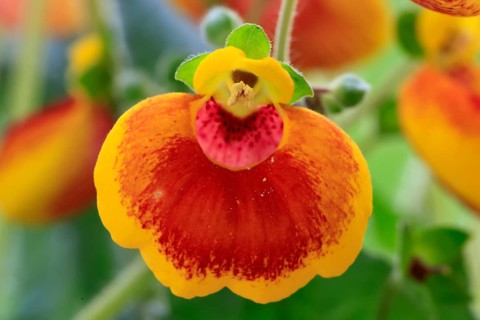 Slipper flower (Calceolaria Hybride), flowering, Elllerstadt, Germany, Europe