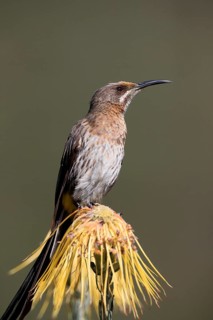 Cape Honeybird (Promerops cafer), adult, male, on flower, Protea, vigilant, Kirstenbosch Botanical