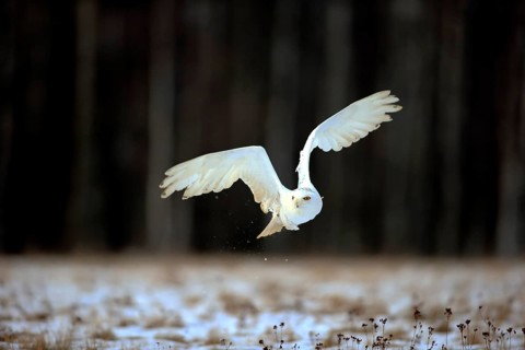 Snowy Owl, Snowy Owl (Nyctea scandiaca), adult flying in winter, snow, Zdarske Vrchy,