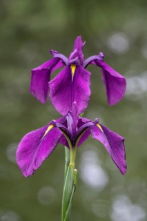 Capitol dandy (Iris ensata), Emsland, Lower Saxony, Germany, Europe